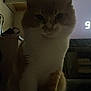 Peanut is registered to the contest to win money with this photo: cat, indoor, pet, animal, feline, blinds, television, shadow, low_light, orange_and_white, sitting, fur, whiskers, window, electronics, domestic, quiet, still, home, furniture
