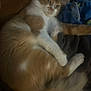 cat, ginger_cat, white_fur, lying_down, relaxed, cozy, indoor, blanket, fur, pet, animal, sleepy, soft, tail, paw, resting, cute, domestic_cat, feline, comfort