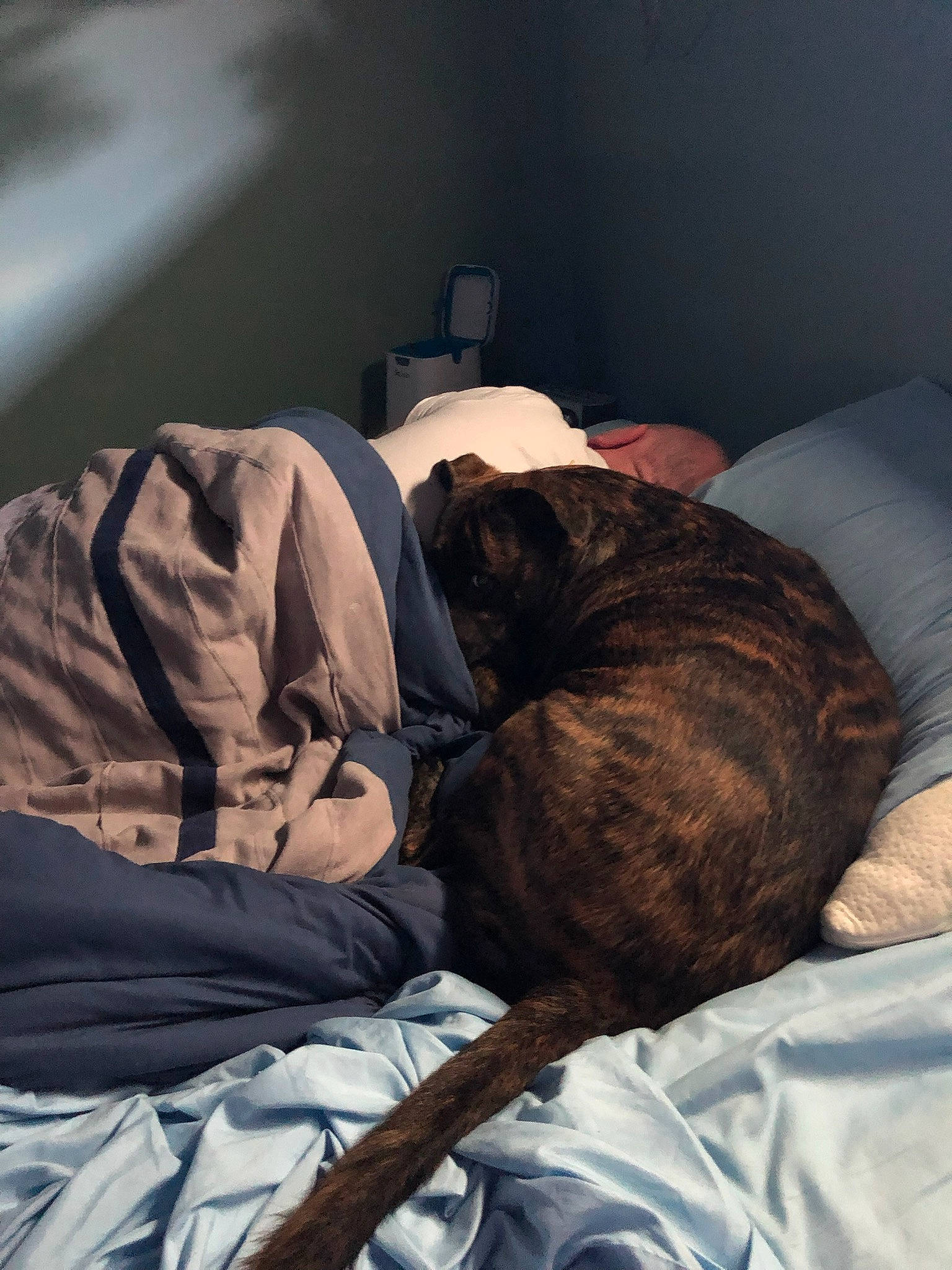 Trinity joined the competition — help win amazing prizes! bed, bed_sheet, bedding, bedroom, bedtime, carnivore, cat, comfort, companion_dog, couch, dog_breed, fawn, felidae, fur, grey, human_leg, linens, small_to_medium_sized_cats, sporting_group, tints_and_shades