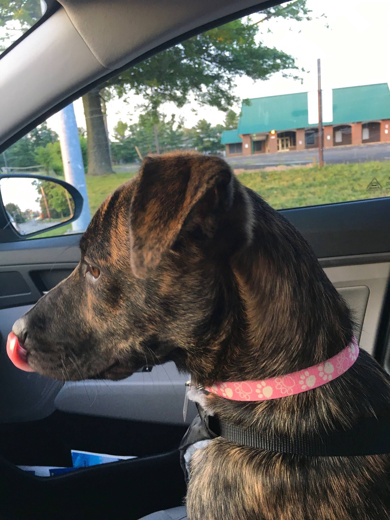 Trinity is registered to the contest to win money with this photo: automotive_exterior, automotive_mirror, car, carnivore, collar, companion_dog, dog, dog_breed, dog_collar, fawn, liver, mirror, plant, sky, snout, sporting_group, tree, vehicle, vehicle_door, working_animal