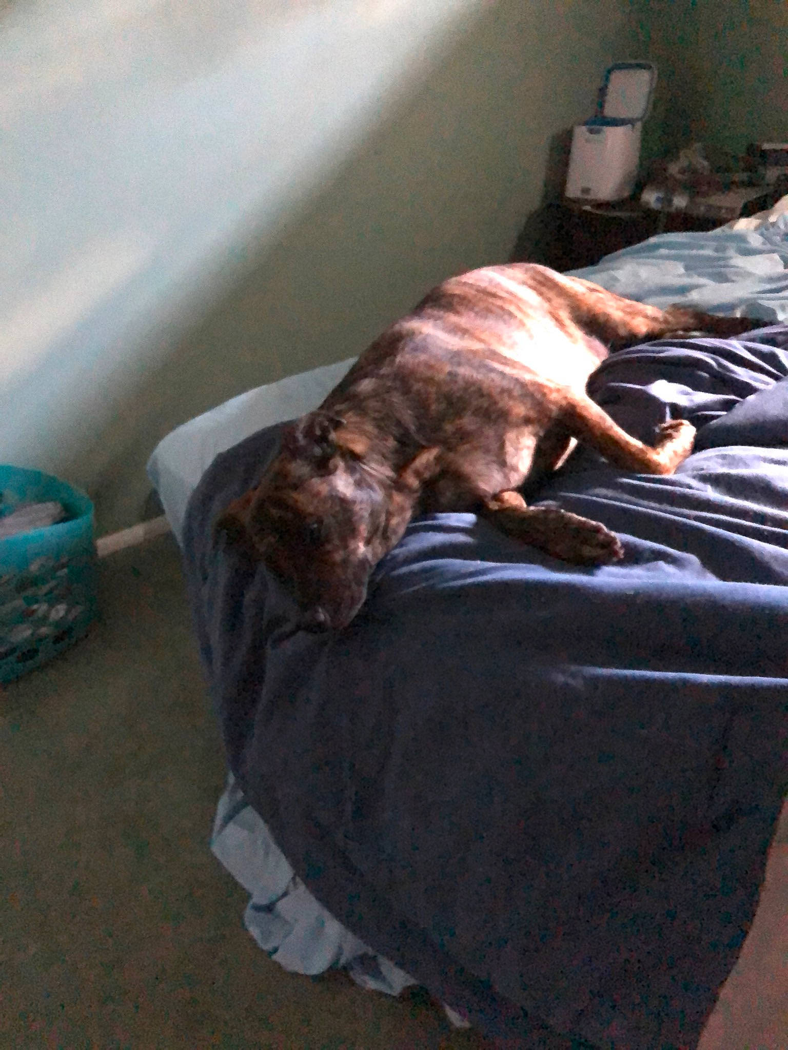 Trinity joined the competition — help win amazing prizes! bed, bedding, carnivore, comfort, companion_dog, dog, dog_breed, fawn, felidae, floor, flooring, fur, hardwood, human_leg, linens, liver, room, small_to_medium_sized_cats, sporting_group, tail