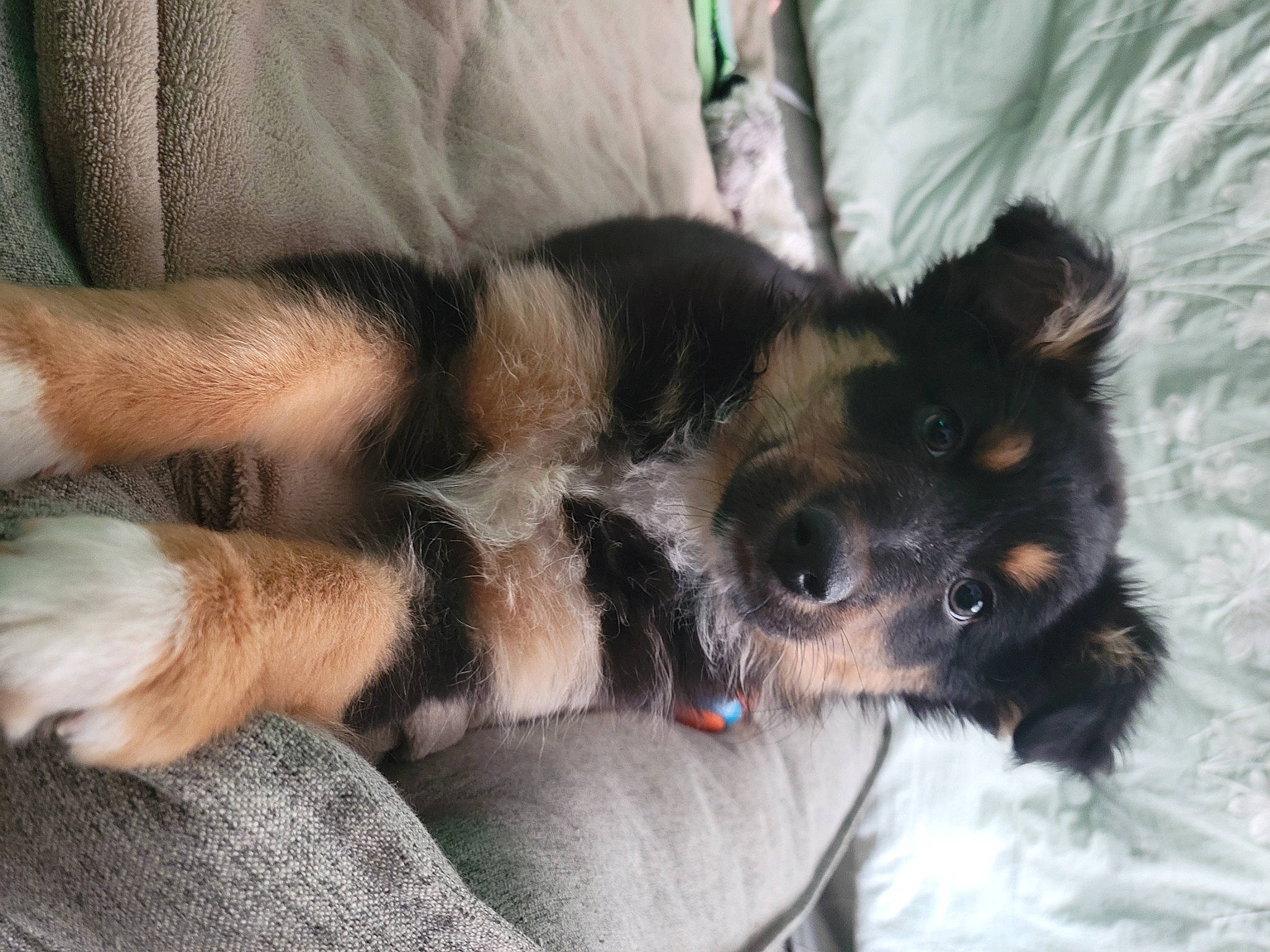 Roo joined the competition — help win amazing prizes! canidae, carnivore, claw, comfort, companion_dog, couch, dog, dog_breed, dog_supply, ear, fawn, fur, paw, puppy, snout, sporting_group, tail, toy_dog, whiskers, working_animal