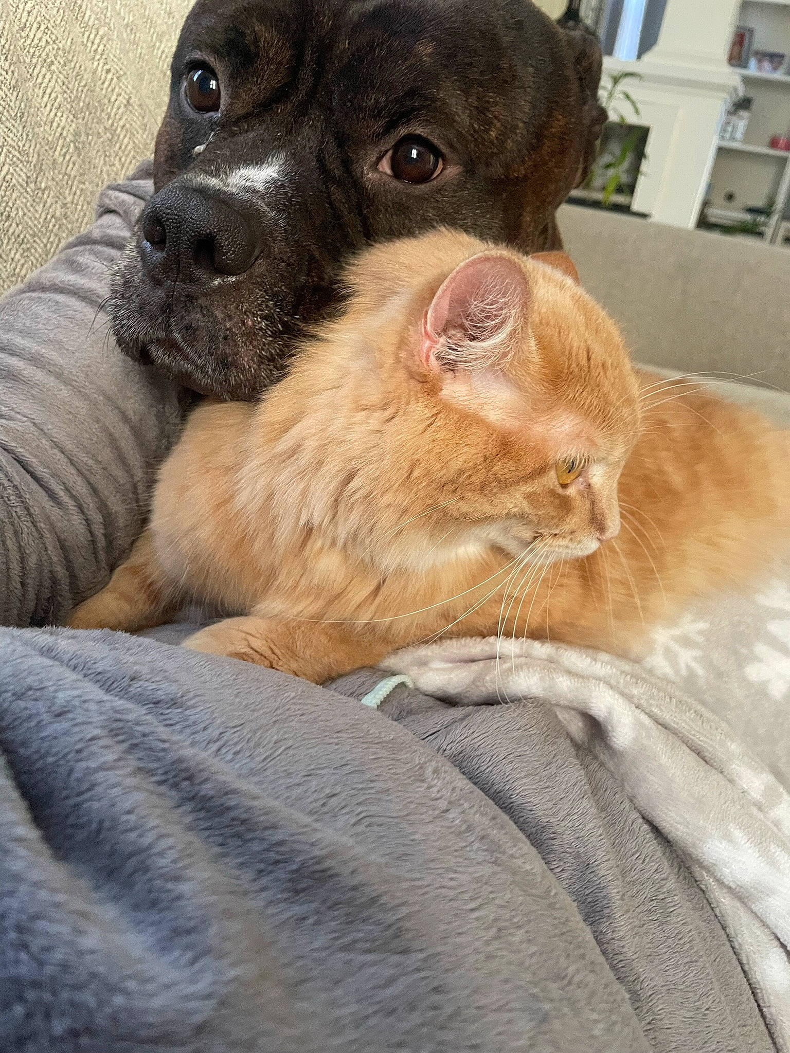 Cat joined the competition — help win amazing prizes! canidae, carnivore, cat, comfort, companion_dog, dog, dog_breed, fawn, felidae, fur, liver, puppy_love, small_to_medium_sized_cats, snout, sporting_group, terrestrial_animal, toy_dog, whiskers, working_animal, wrinkle