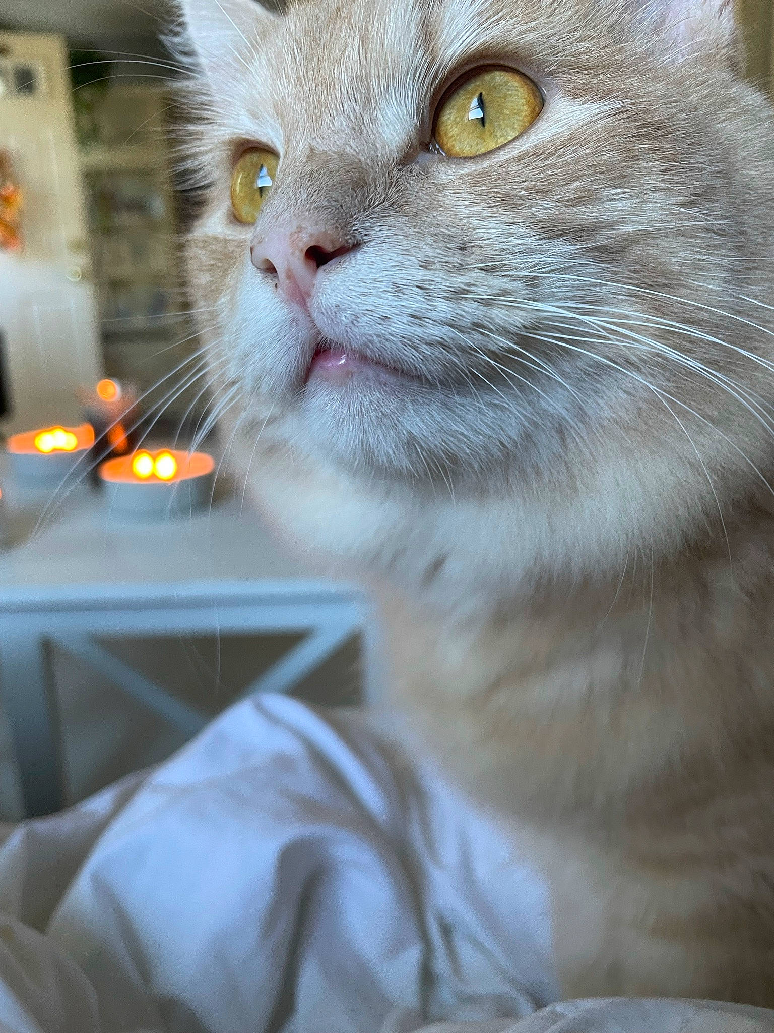 Cat joined the competition — help win amazing prizes! candle, candle_holder, carnivore, cat, collar, domestic_short_haired_cat, event, felidae, fur, small_to_medium_sized_cats, snout, whiskers, window