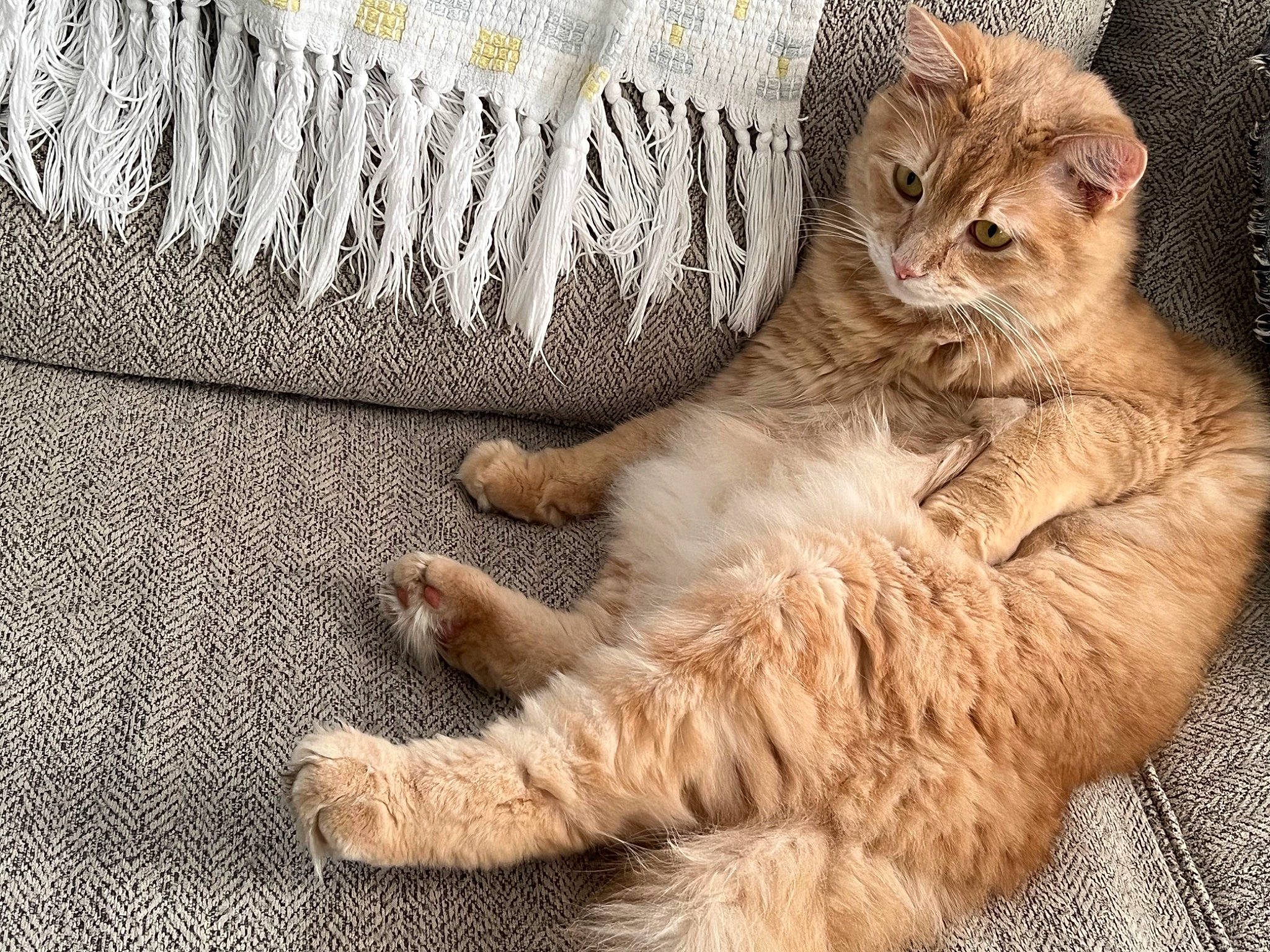 Cat joined the competition — help win amazing prizes! carnivore, cat, claw, comfort, domestic_short_haired_cat, fawn, felidae, fur, linens, nap, paw, sitting, sleep, small_to_medium_sized_cats, tail, terrestrial_animal, whiskers, wood