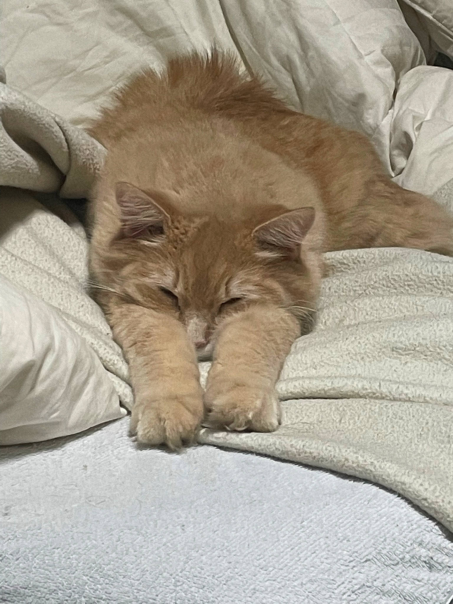 Cat joined the competition — help win amazing prizes! canidae, carnivore, cat, claw, comfort, domestic_short_haired_cat, fawn, felidae, fur, grey, linens, liver, nap, paw, small_to_medium_sized_cats, tail, terrestrial_animal, whiskers, wildlife, wrinkle