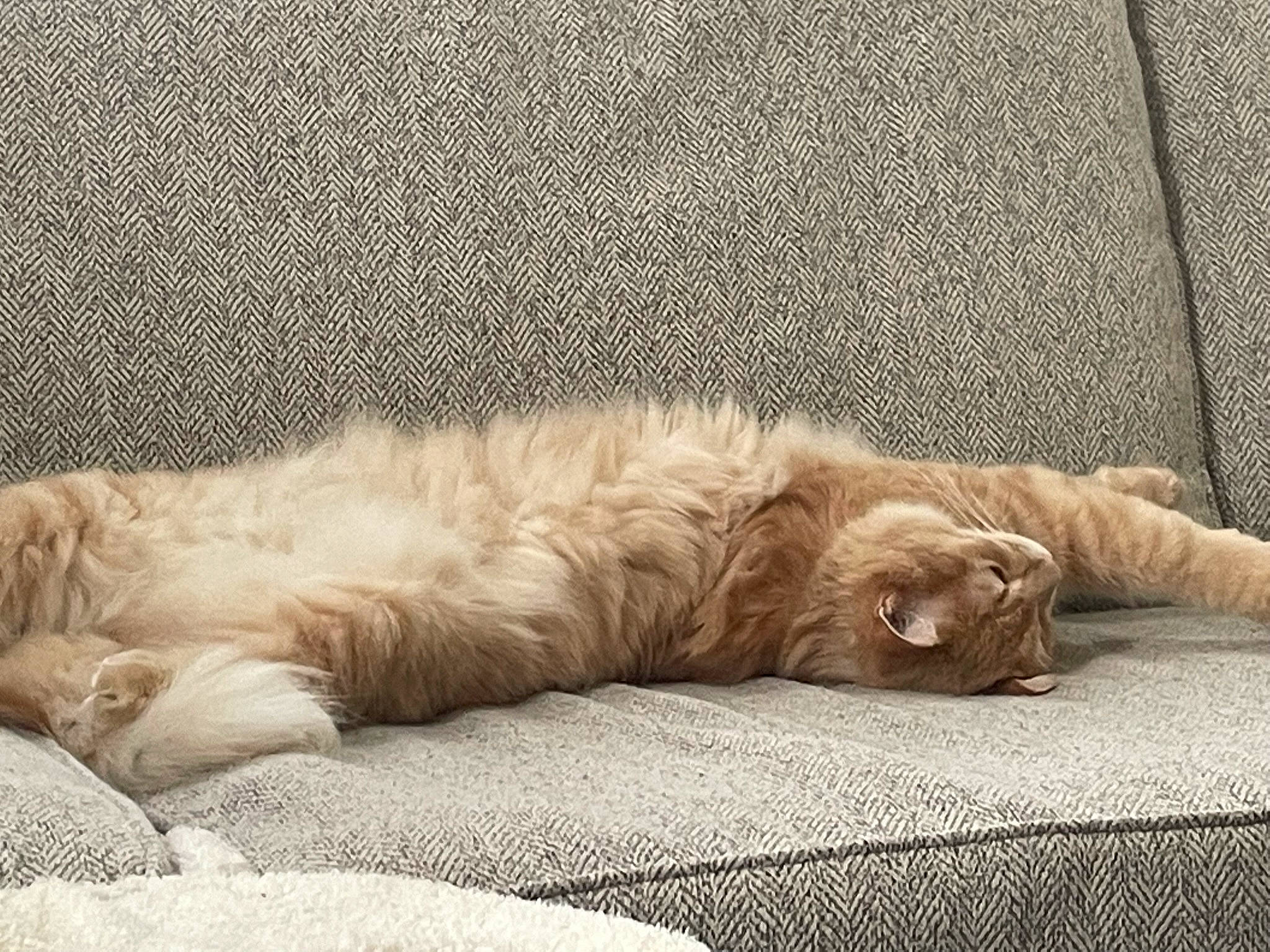 Kat joined the competition — help win amazing prizes! bedding, canidae, carnivore, cat, claw, comfort, companion_dog, felidae, flooring, fur, grey, linens, liver, nap, paw, small_to_medium_sized_cats, snout, sporting_group, tail, whiskers