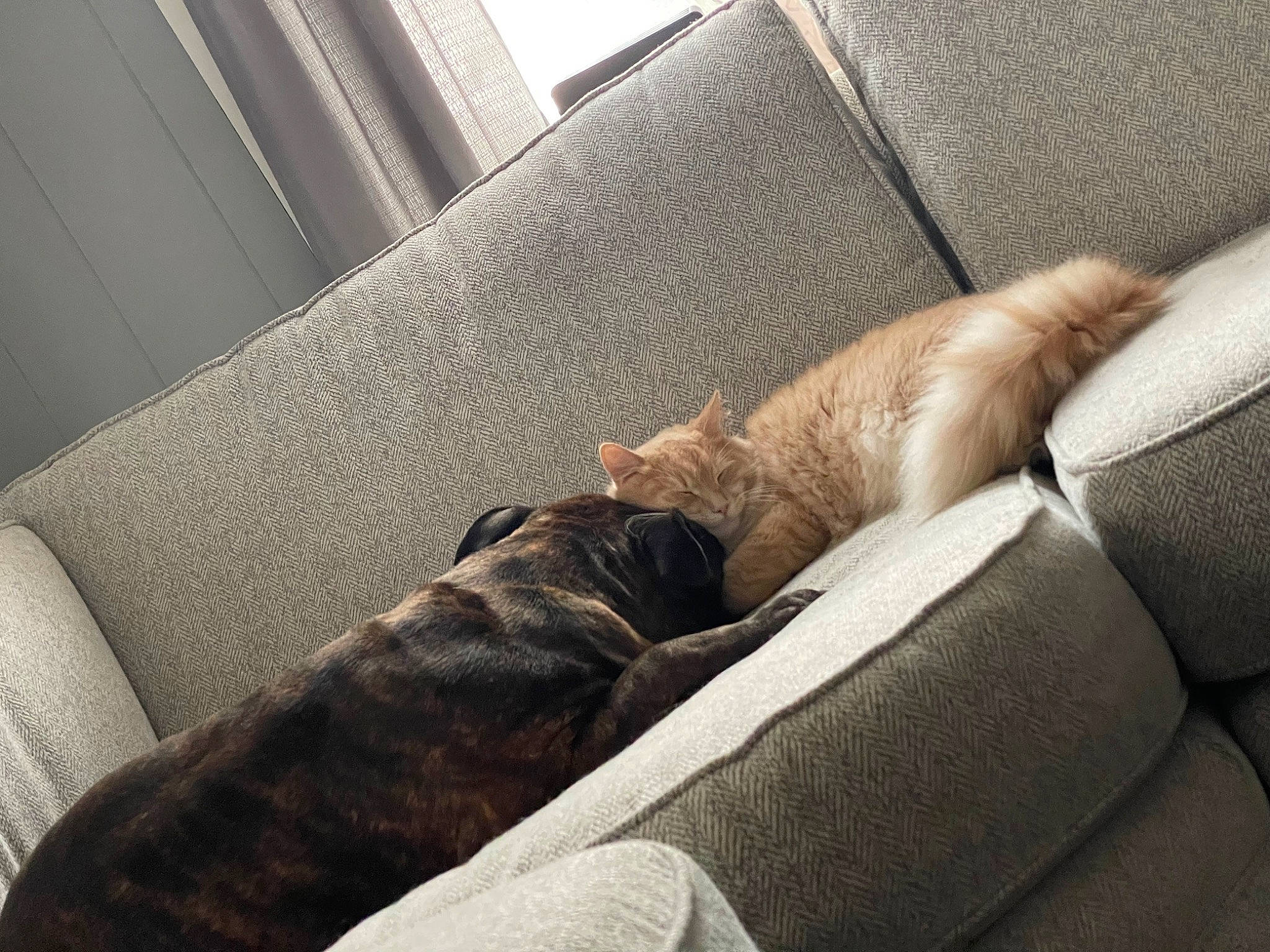 Kat is registered to the contest to win money with this photo: auto_part, car_seat, carnivore, comfort, companion_dog, dog_breed, fawn, felidae, foot, human_leg, leg, linens, mammal, small_to_medium_sized_cats, tail, textile, tints_and_shades, vertebrate, whiskers, wood