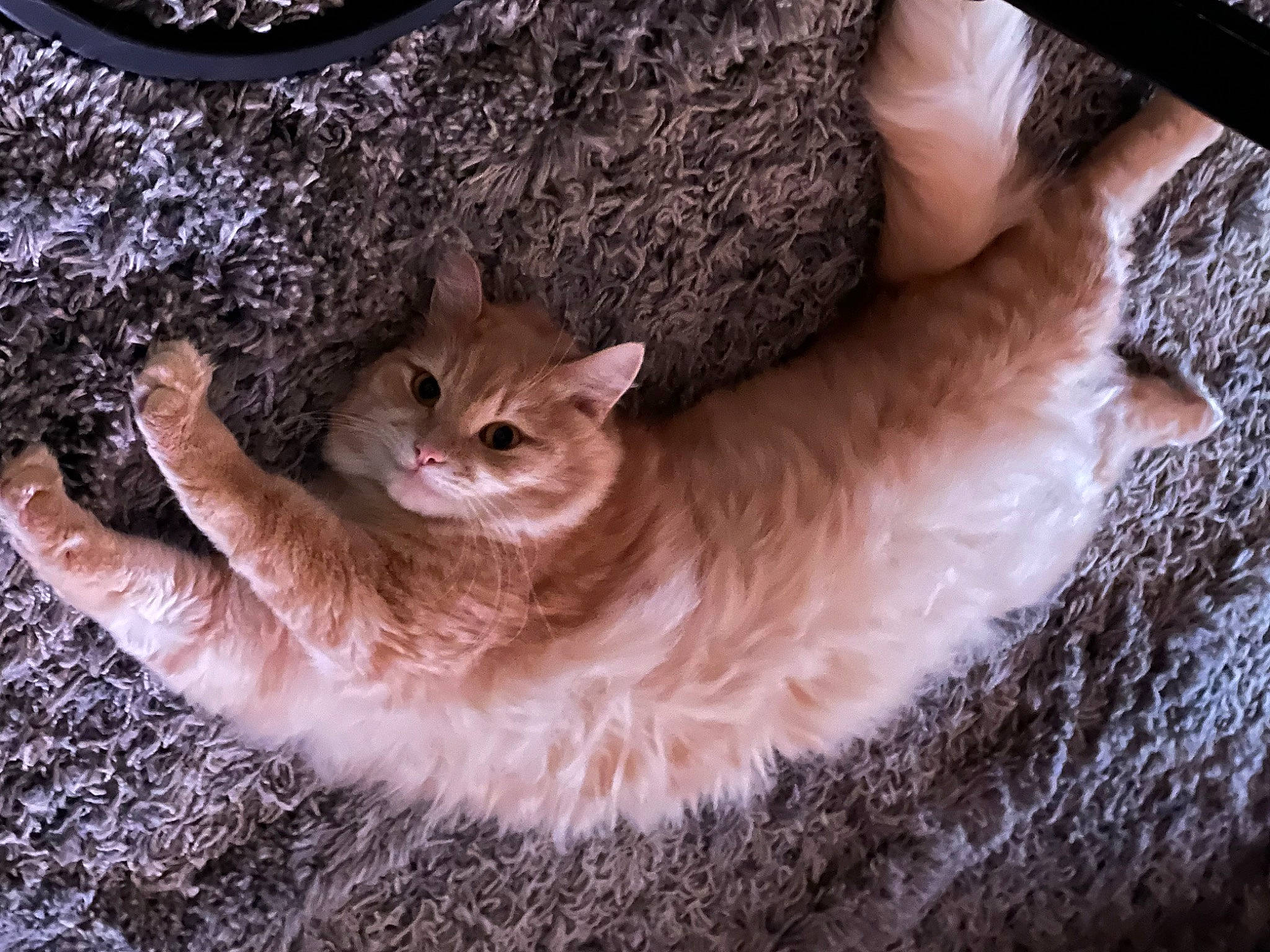 Kat joined the competition — help win amazing prizes! carnivore, cat, claw, comfort, domestic_short_haired_cat, ear, fawn, felidae, fur, paw, small_to_medium_sized_cats, snout, tail, tree, whiskers