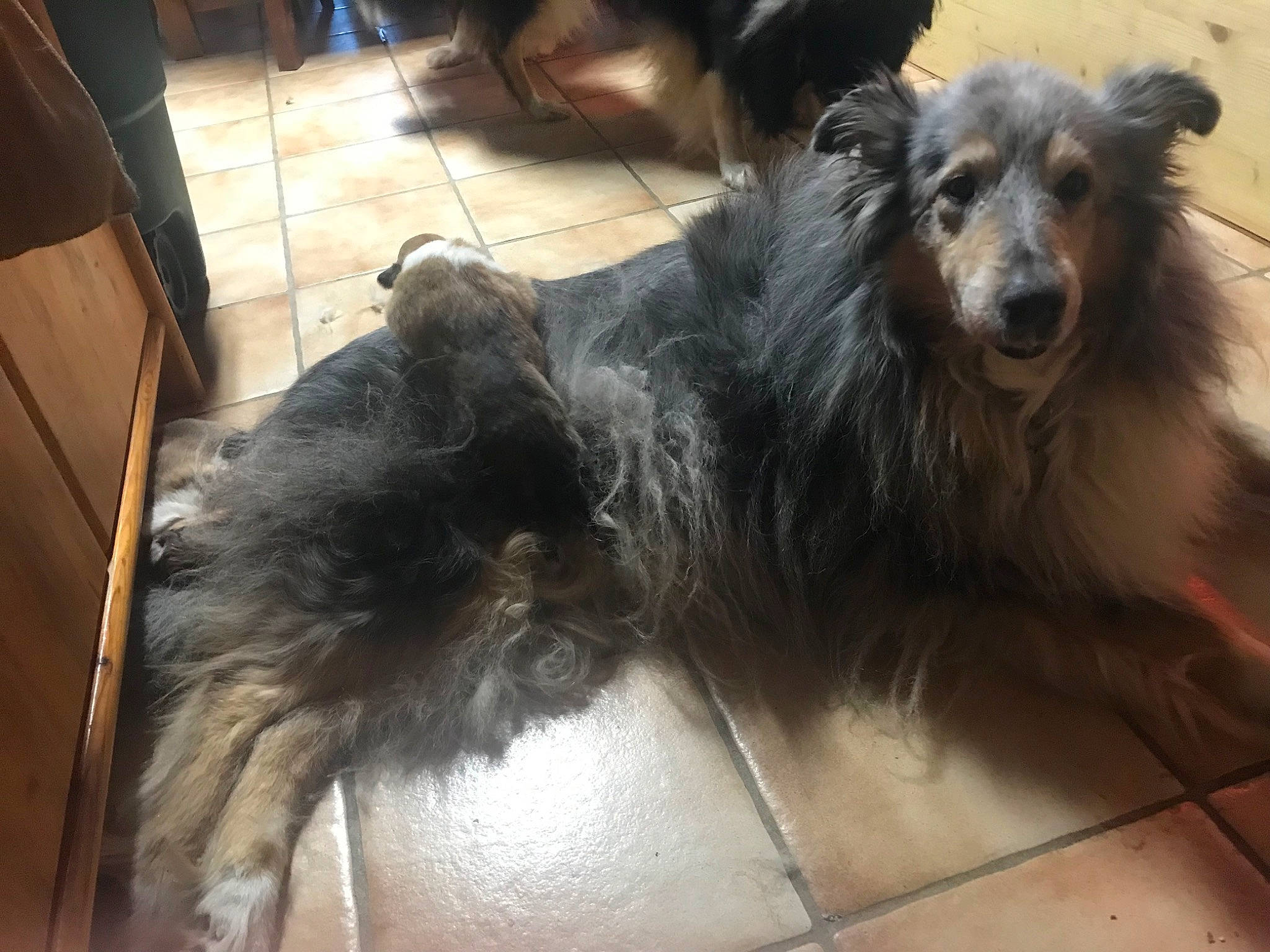 Paris participe au concours pour gagner de l'argent avec cette photo : ancient_dog_breeds, bag, canidae, carnivore, companion_dog, dog, dog_breed, flooring, fur, gaddi_kutta, guard_dog, herding_dog, snout, sporting_group, tail, terrestrial_animal, terrier, working_dog