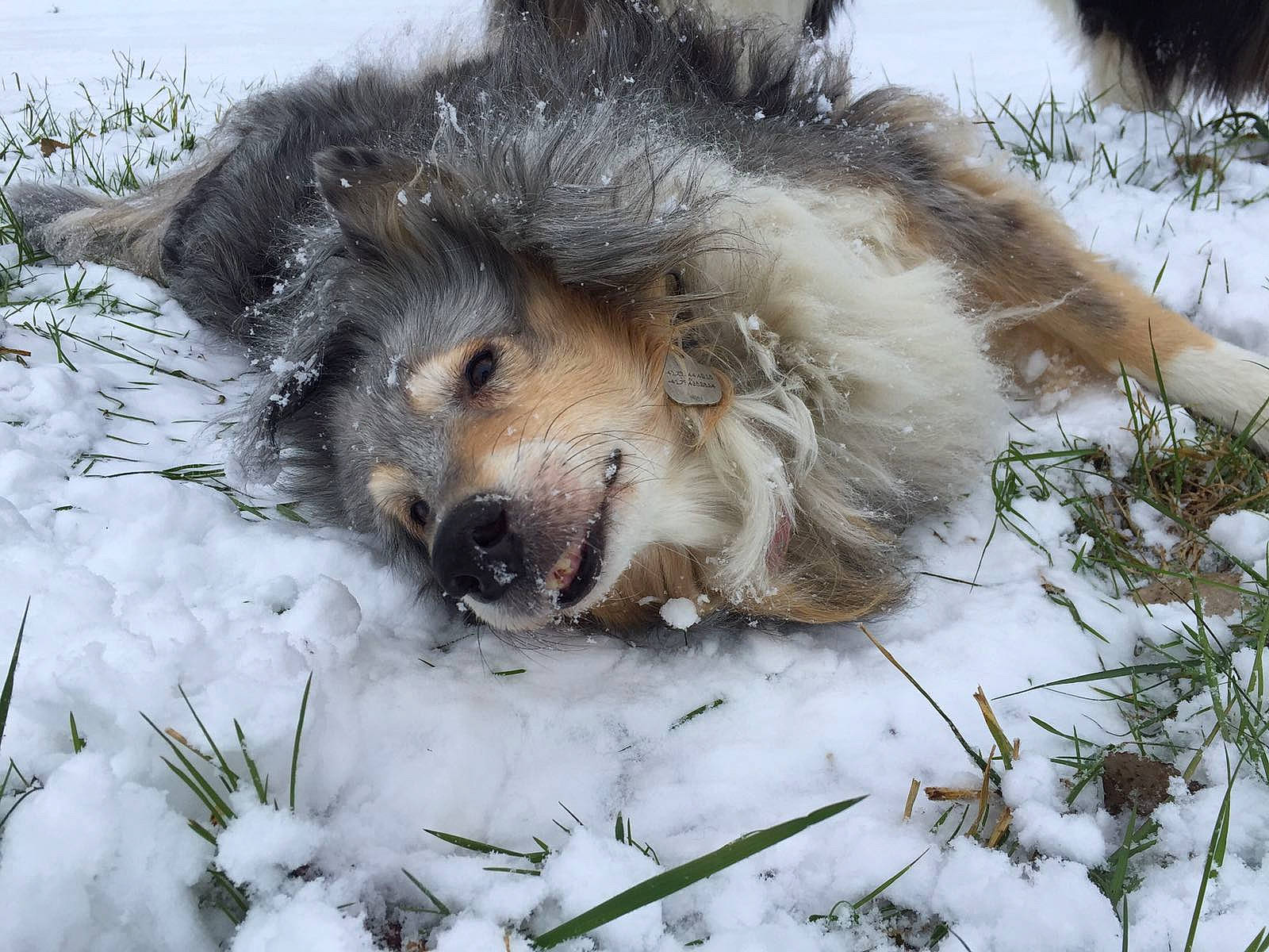 Paris a rejoint le concours — aidez-le/la à gagner de superbes lots ! canis, carnivore, companion_dog, dog, dog_breed, felidae, fox, freezing, fur, mammal, plant, precipitation, snow, sporting_group, terrestrial_animal, vertebrate, whiskers, wildlife, winter, wolf