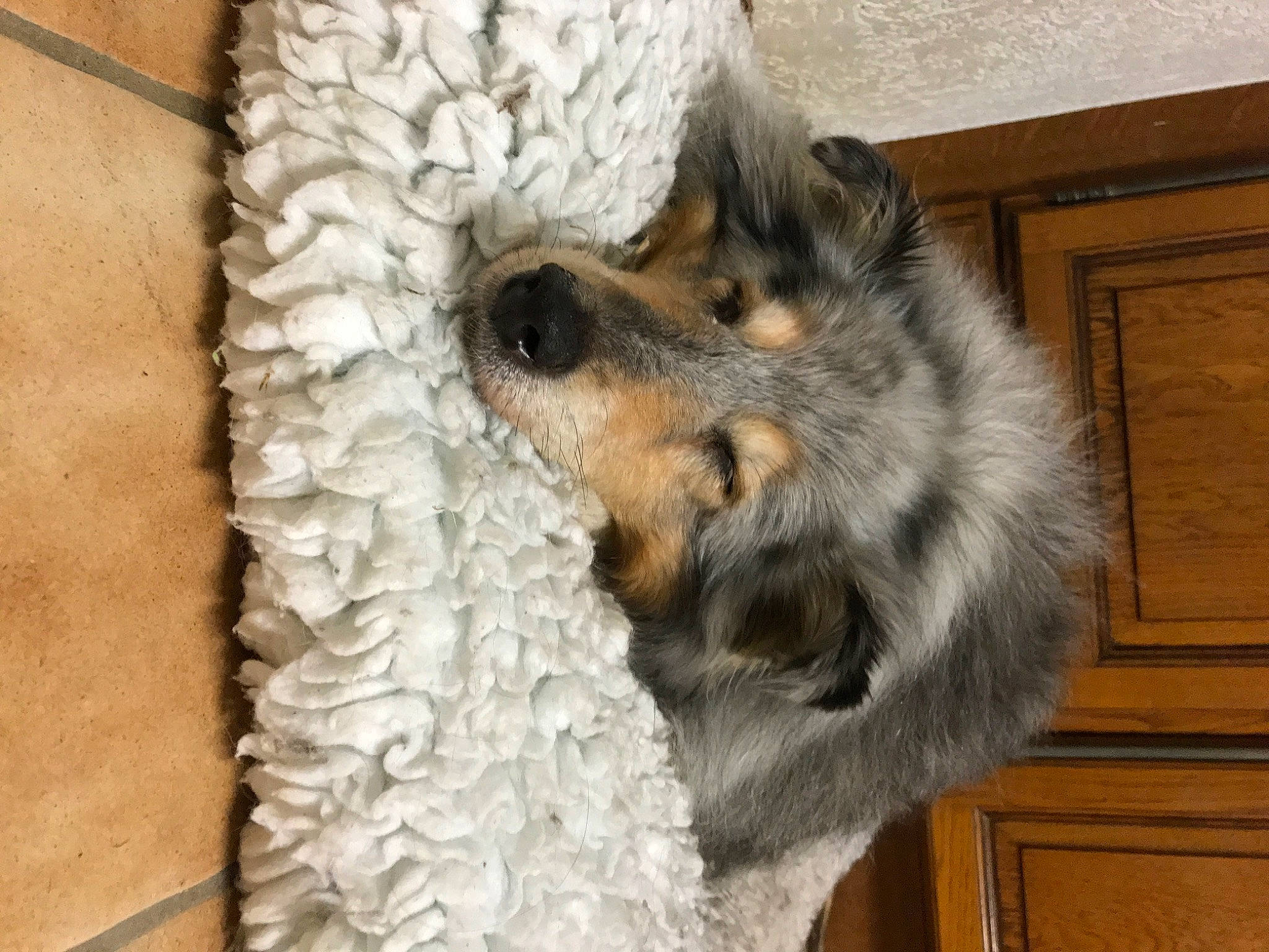 Paris participe au concours pour gagner de l'argent avec cette photo : canidae, carnivore, companion_dog, dog, dog_breed, fawn, felidae, fur, hardwood, herding_dog, paw, snout, sporting_group, terrestrial_animal, terrier, whiskers, wood, wood_stain, working_animal, working_dog