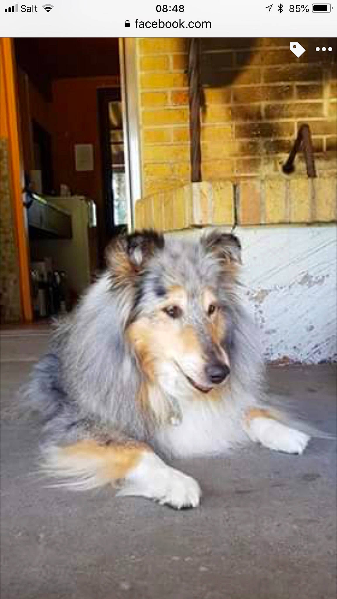 Paris a rejoint le concours — aidez-le/la à gagner de superbes lots ! canidae, carnivore, collie, companion_dog, dog, dog_breed, flooring, fur, hardwood, herding_dog, plant, rough_collie, scotch_collie, shetland_sheepdog, snout, sporting_group, whiskers, wood, working_dog