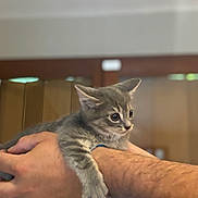 Cayenne participe au concours pour gagner de l'argent avec cette photo : kitten, cat, pet, tabby_cat, grey_cat, small_animal, domestic_animal, paw, whiskers, ears, big_eyes, human_hand, arm, being_held, indoor, blurred_background, shallow_depth_of_field, portrait, wooden_door, cozy
