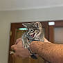 Cayenne participe au concours pour gagner de l'argent avec cette photo : kitten, cat, pet, hand, arm, bracelet, indoor, wooden_door, claws, yawn, hiss, fur, holding, closeup, portrait, blurred_background, domestic_animal, young_animal, human_arm, expression