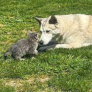 Ice a rejoint le concours — aidez-le/la à gagner de superbes lots ! dog, kitten, cat, grass, lawn, outdoor, sunny, pet, animal, nose_to_nose, gentle_giant, small_kitten, fur, ears, whiskers, curious, playful, meeting, friendship, greenery