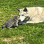 dog, kitten, cat, grass, lawn, outdoor, sunny, pet, animal, nose_to_nose, gentle_giant, small_kitten, fur, ears, whiskers, curious, playful, meeting, friendship, greenery
