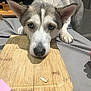 dog, husky, pet, canine, face, eyes, nose, ears, paw, cutting_board, wooden_board, sunflower_seed, indoor, bedspread, bedding, close_up, portrait, begging, curious, cute