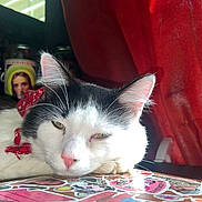Lunatic is registered to the contest to win money with this photo: animal_portrait, bandana, black_and_white, book, cat, closeup, cozy, domestic_animal, feline, indoor, pet, pink_nose, red_curtain, relaxed, resting, sleepy, sticker, sunlight, table, whiskers