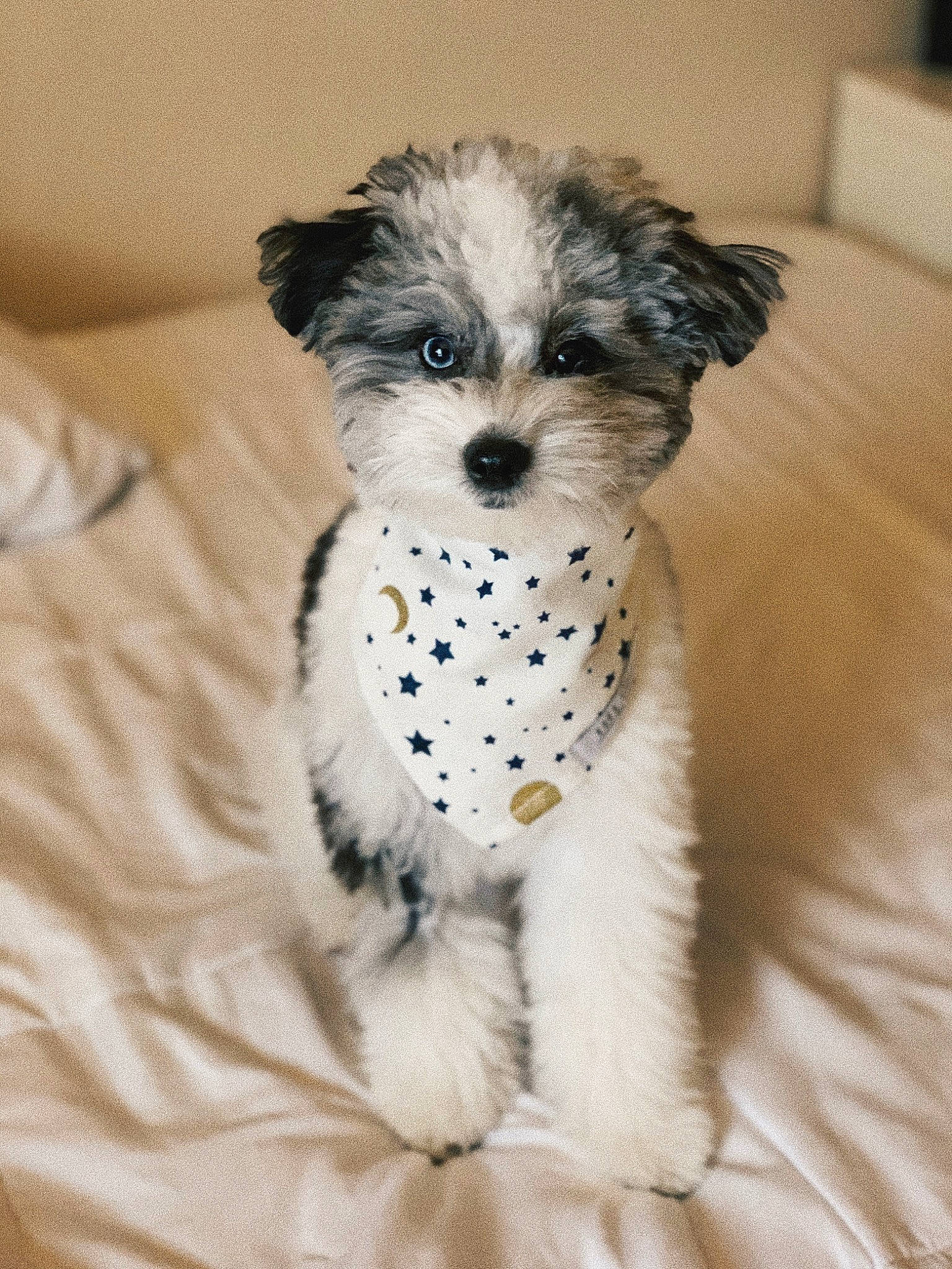 Beau joined the competition — help win amazing prizes! bolonka, canidae, carnivore, chinese_imperial_dog, companion_dog, dog, dog_breed, havanese, kyi_leo, mal_shi, maltepoo, maltese, mammal, morkie, puppy, schnoodle, shih_poo, shih_tzu, snout, vertebrate