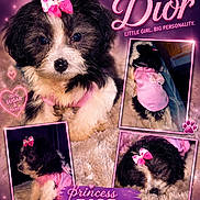 Dior is registered to the contest to win money with this photo: puppy, dog, pink_bow, pink_outfit, collage, cute, fluffy, black_and_white, blanket, pet, adorable, portrait, indoor, animal, paw_print, sparkles, text_overlay, pink_theme, sleepy, small_dog