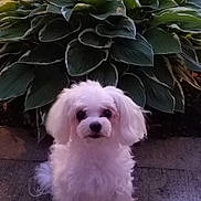 Molly is registered to the contest to win money with this photo: dog, white_dog, small_dog, fluffy, pet, animal, plant, green_leaves, hosta, garden, outdoor, concrete, cute, portrait, sitting, fur, face, eyes, nature, calm