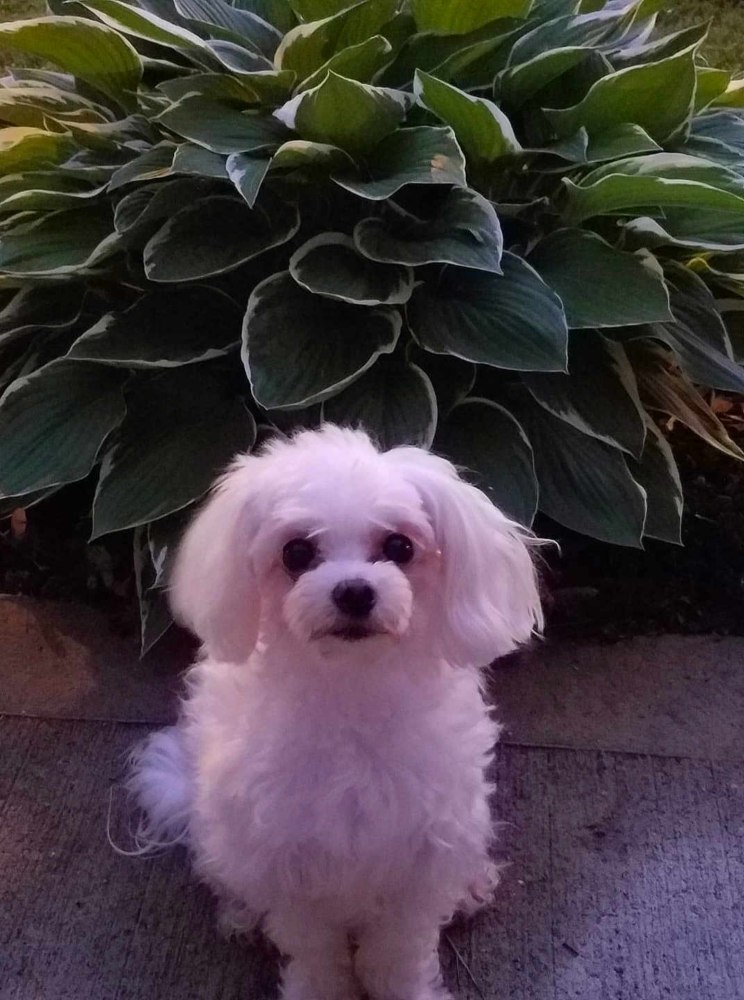 Molly is registered to the contest to win money with this photo: dog, white_dog, small_dog, fluffy, pet, animal, plant, green_leaves, hosta, garden, outdoor, concrete, cute, portrait, sitting, fur, face, eyes, nature, calm