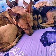 Tucker joined the competition — help win amazing prizes! dog, pets, snuggling, bed, blanket, purple, butterfly, fur, cozy, resting, animal, cute, indoors, sleeping, companionship, relaxation, ears, tail, muzzle, closeup