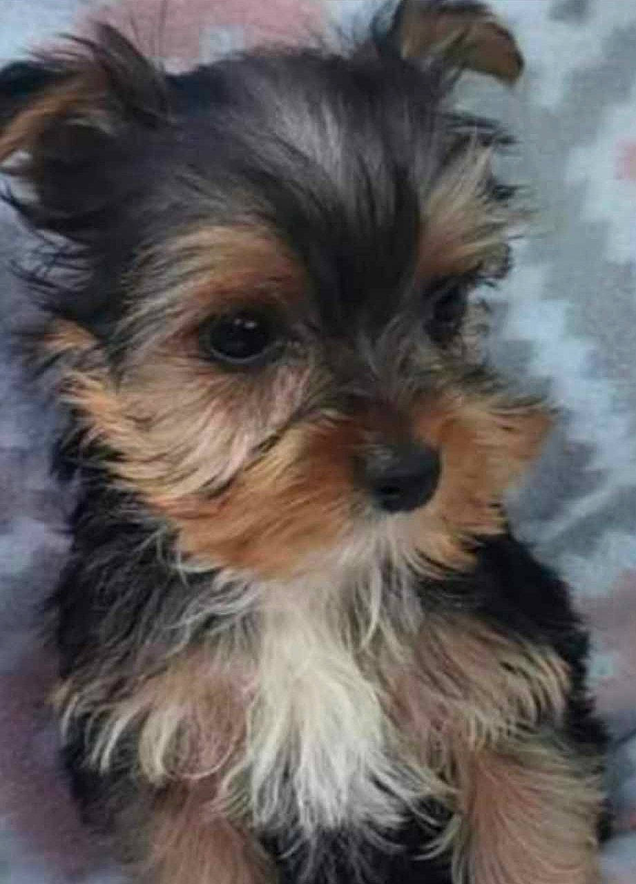 Mollie joined the competition — help win amazing prizes! biewer_terrier, canidae, carnivore, companion_dog, dog, dog_breed, fur, liver, maltepoo, non_sporting_group, puppy, small_terrier, snout, sporting_group, terrestrial_animal, terrier, toy_dog, working_animal, yorkipoo, yorkshire_terrier