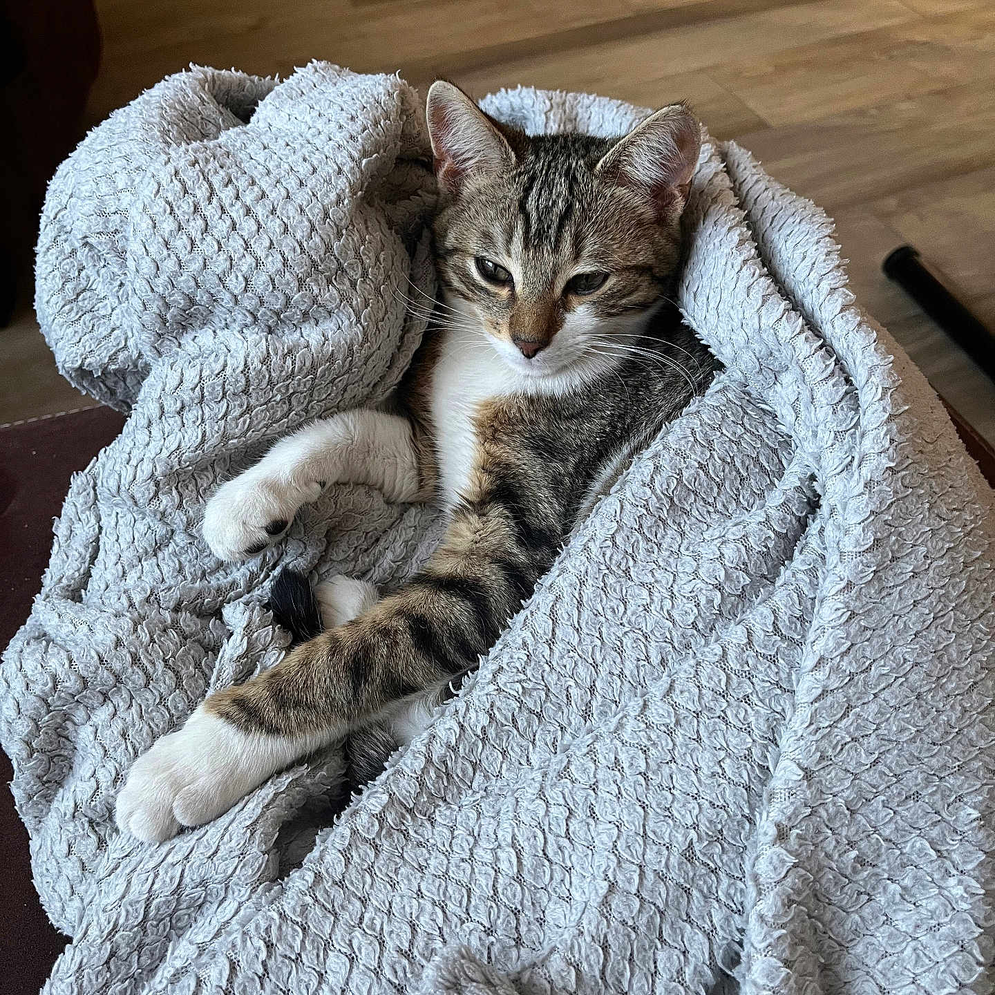 Canaille participe au concours pour gagner de l'argent avec cette photo : animal, blanket, cat, comfort, cozy, cute, domestic_cat, feline, fur, indoor, lazy, paws, pet, relaxed, resting, snuggled, tabby, texture, whiskers, wooden_floor