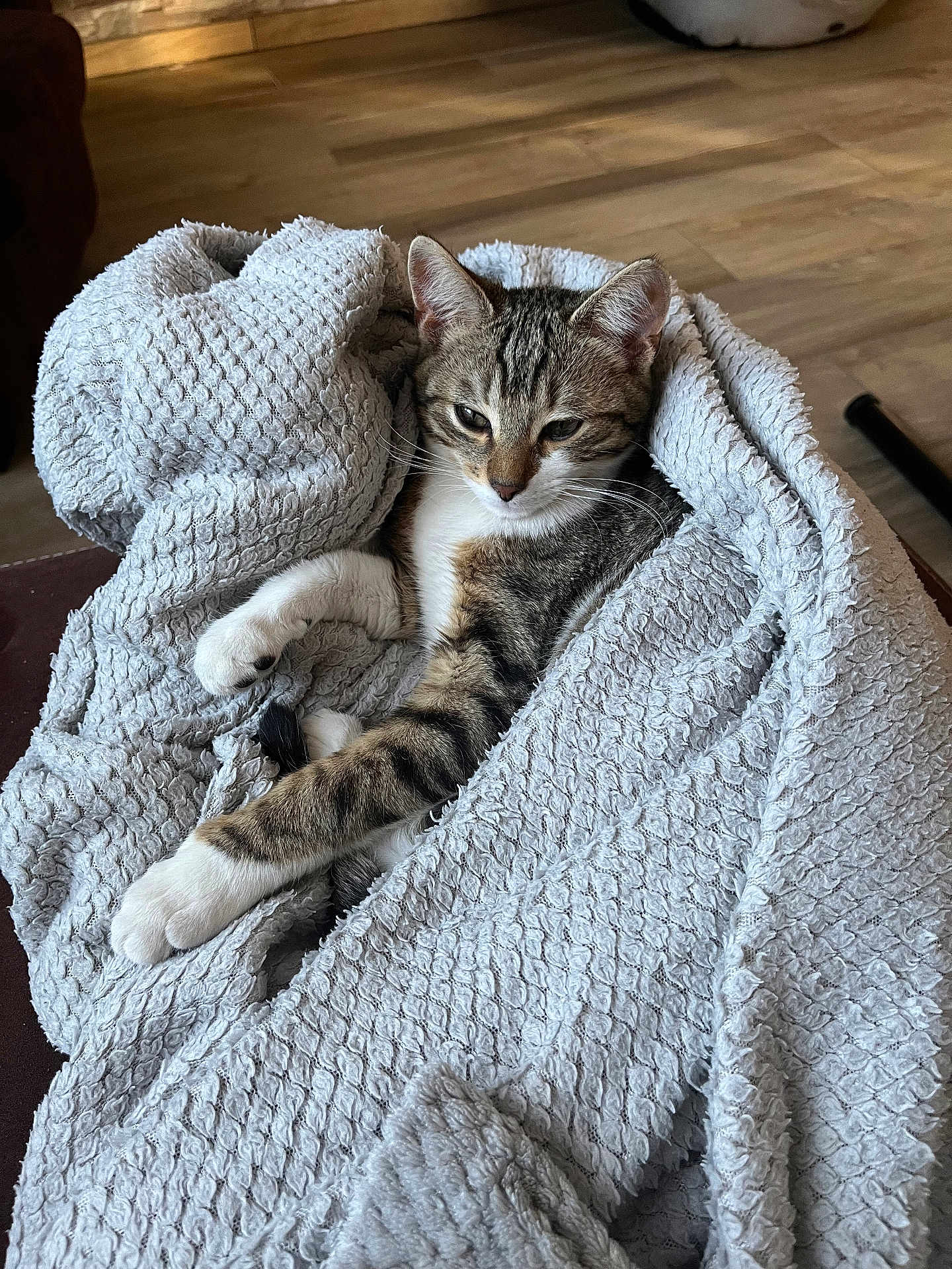 Canaille participe au concours pour gagner de l'argent avec cette photo : cat, tabby, blanket, cozy, relaxed, indoor, pet, fur, whiskers, paws, wooden_floor, texture, resting, cute, animal, domestic_cat, comfort, feline, lazy, snuggled