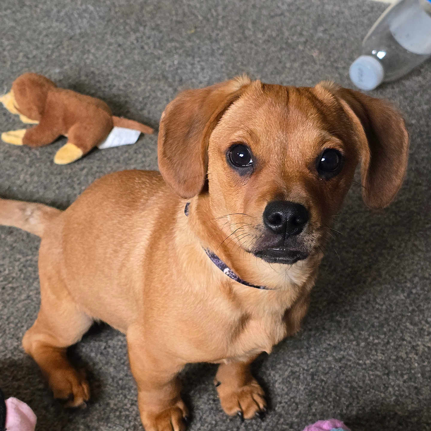 Dexter joined the competition — help win amazing prizes! accessories, animal, ball, beagle, canine, clothing, dog, footwear, hound, labradorretriever, pet, puppy, shoe, sphere, sport, strap, tennis, tennisball, toy, wood