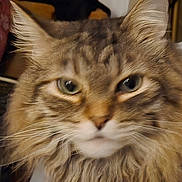 Tigger is registered to the contest to win money with this photo: cat, close_up, portrait, long_hair, fluffy, tabby, whiskers, green_eyes, pet, domestic_cat, indoor, fur, muzzle, ears, face, stare, nose, feline, soft_texture, close_shot