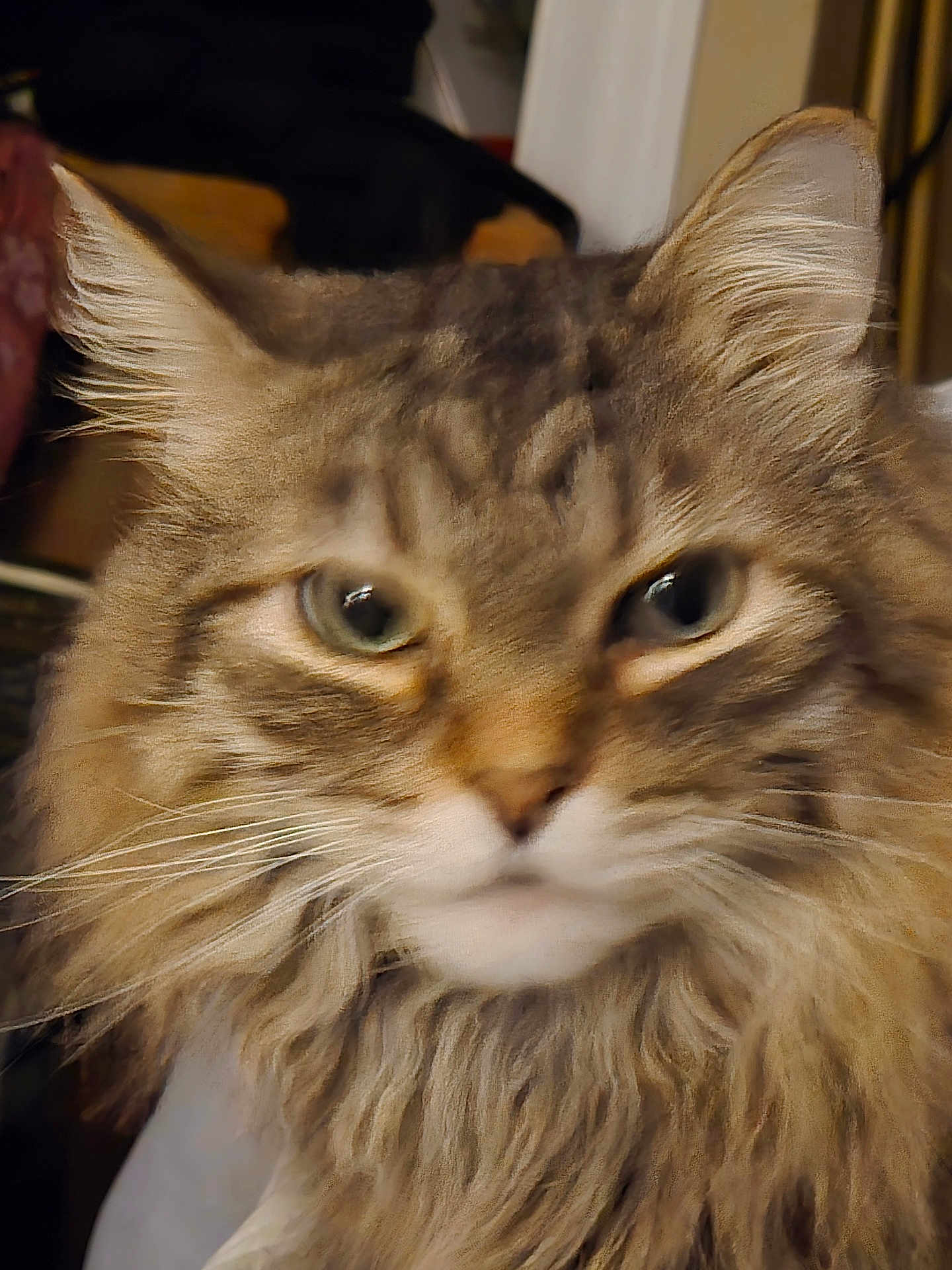 Tigger is registered to the contest to win money with this photo: cat, close_up, portrait, long_hair, fluffy, tabby, whiskers, green_eyes, pet, domestic_cat, indoor, fur, muzzle, ears, face, stare, nose, feline, soft_texture, close_shot