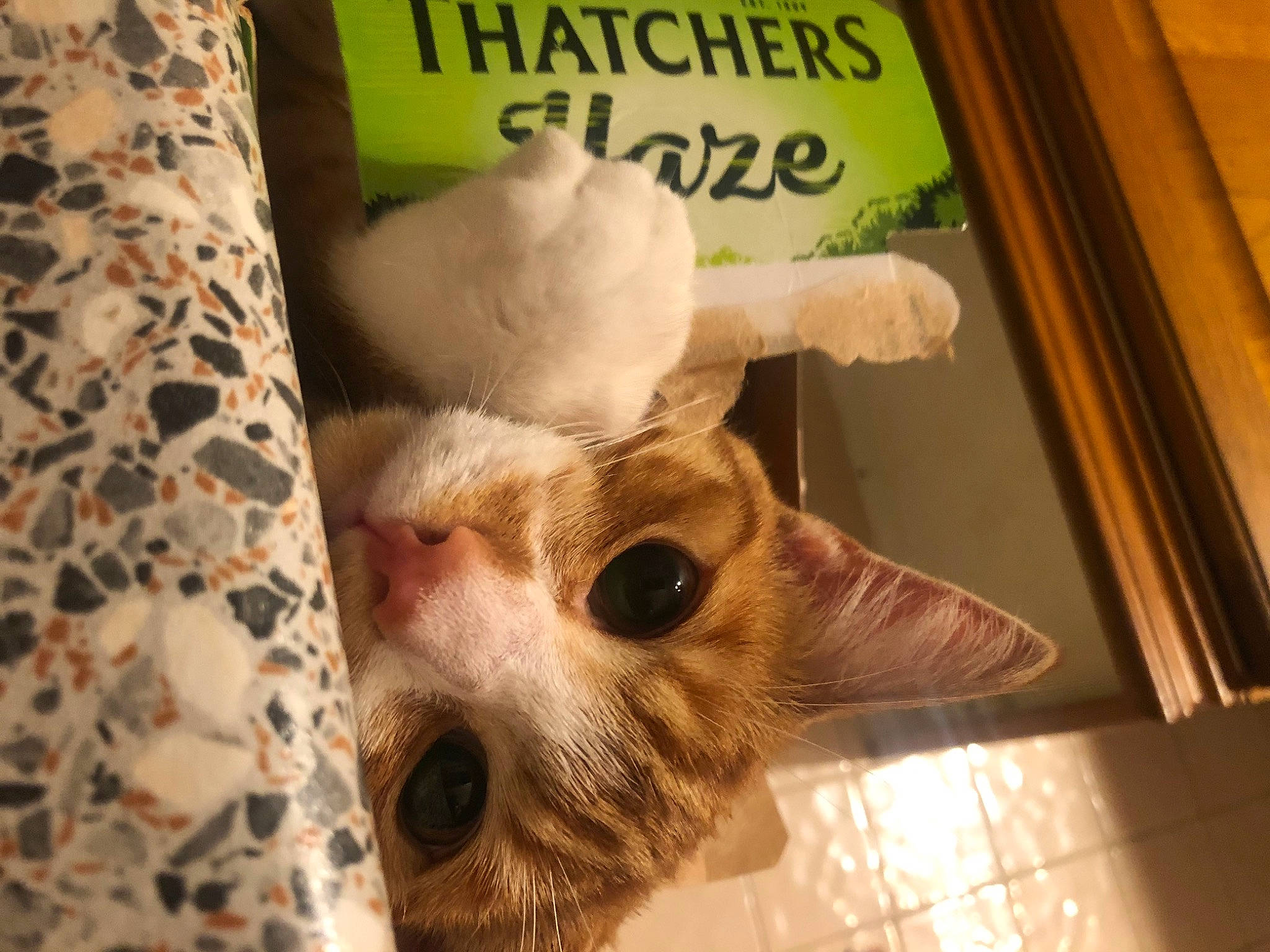 Alan joined the competition — help win amazing prizes! book, canidae, carnivore, cat, companion_dog, dog_breed, eyelash, fawn, felidae, fur, paw, photo_caption, picture_frame, publication, small_to_medium_sized_cats, snout, tail, terrestrial_animal, whiskers, wood