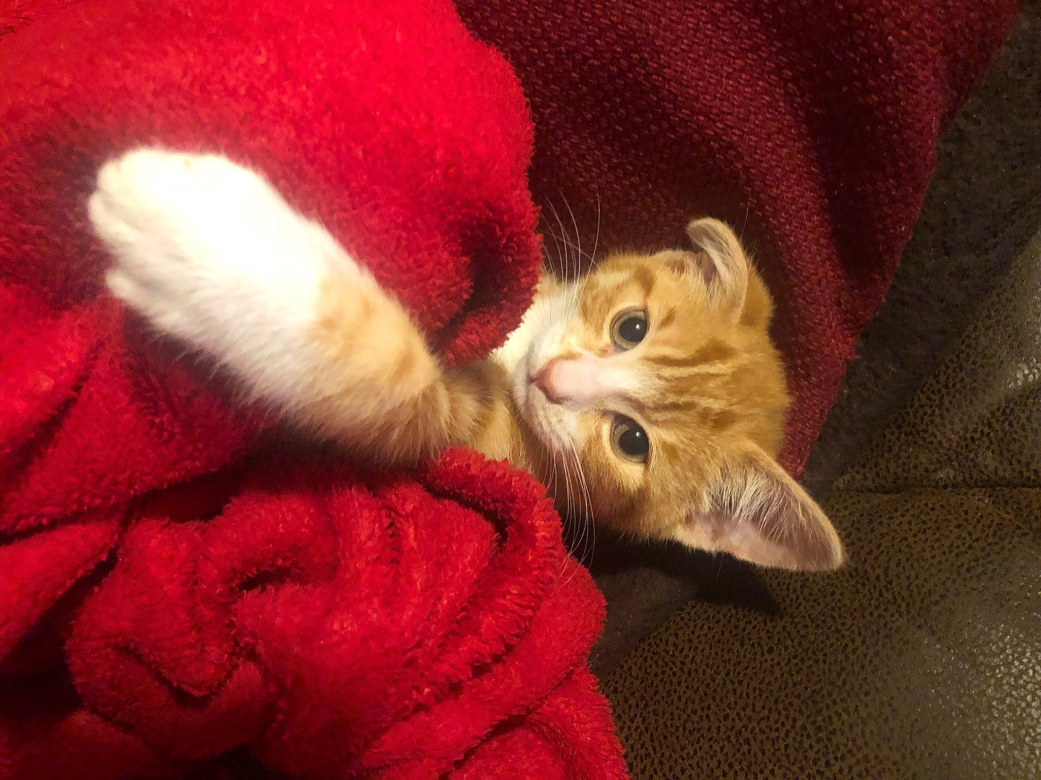 Alan joined the competition — help win amazing prizes! carmine, carnivore, cat, christmas, claw, comfort, domestic_short_haired_cat, ear, fawn, felidae, foot, fur, nail, paw, peach, plant, small_to_medium_sized_cats, tail, whiskers