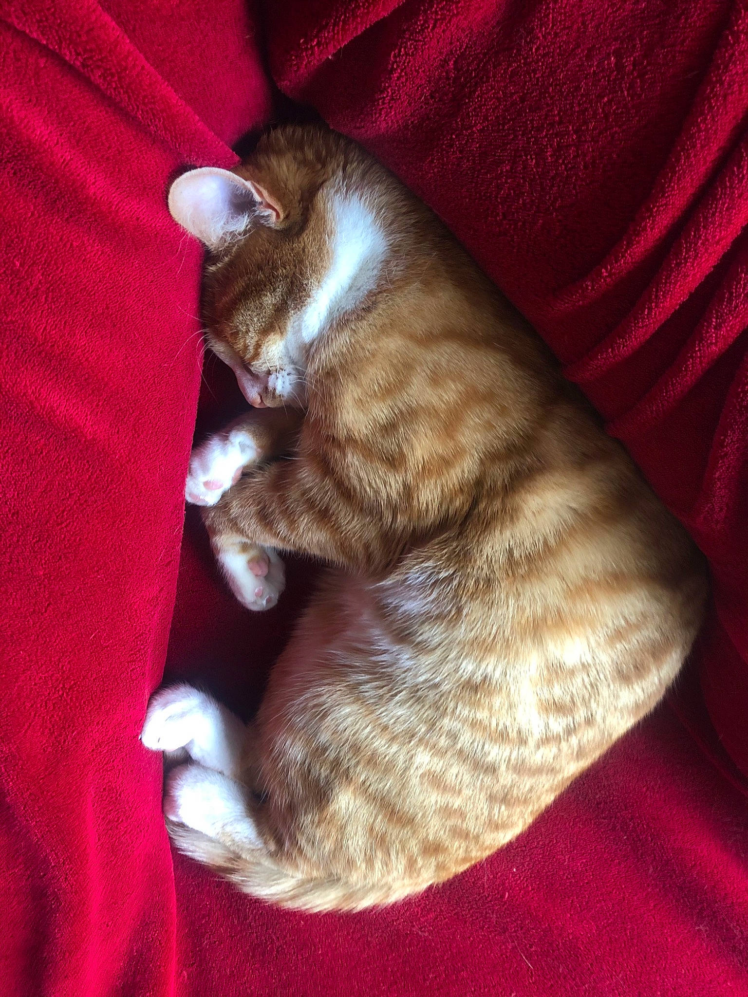 Alan is registered to the contest to win money with this photo: brown, carmine, carnivore, cat, claw, comfort, dog_breed, domestic_short_haired_cat, fawn, felidae, fur, linens, liver, magenta, nap, sleep, small_to_medium_sized_cats, sporting_group, tail, whiskers