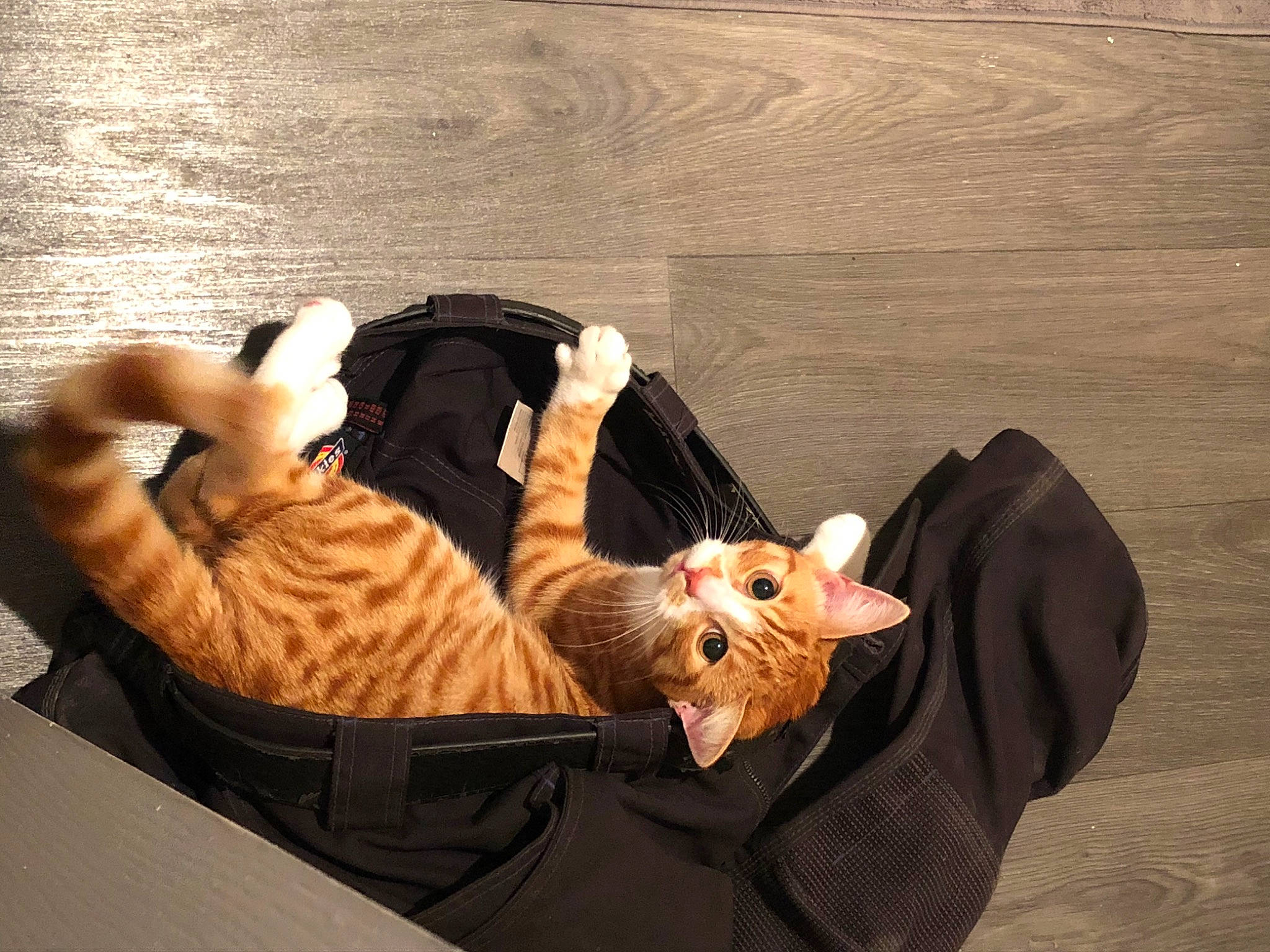 Alan is registered to the contest to win money with this photo: art, cat, comfort, companion_dog, elbow, fawn, felidae, flooring, fur, gesture, hardwood, human_leg, shadow, sitting, tail, toy, wood, wood_flooring, wrist