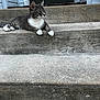 cat, gray_cat, white_paws, concrete_steps, outdoor, animal, pet, feline, resting, side_view, curious, relaxed, texture, daylight, urban, step, quiet, calm, whiskers, ears
