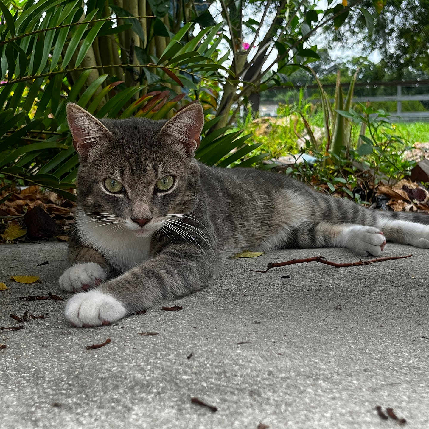 Stich is registered to the contest to win money with this photo: animal, cat, close_up, concrete, curious, daylight, ears, eyes, feline, garden, gray_tabby, greenery, lying_down, nature, outdoor, pet, plants, relaxed, whiskers, white_paws