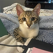 Dash joined the competition — help win amazing prizes! kitten, cat, pet, tabby, striped, white_paws, blanket, bed, indoor, cozy, fur, whiskers, ears, eyes, face, paws, resting, curious, cute, animal