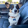 dog, corgi, pet, car_interior, leather_seat, collar, name_tag, animal, sitting, cute, tricolor, ears, fur, closeup, portrait, indoor, seat, dog_tag, looking_away, bright_eyes