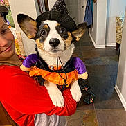 Winnie joined the competition — help win amazing prizes! child, dog, corgi, costume, witch_hat, purple_sleeves, orange_skirt, indoor, smiling, holding, young_girl, red_clothing, tile_floor, home_interior, black_white_tan, pet, cute, festive, halloween, happy