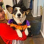 child, dog, corgi, costume, witch_hat, purple_sleeves, orange_skirt, indoor, smiling, holding, young_girl, red_clothing, tile_floor, home_interior, black_white_tan, pet, cute, festive, halloween, happy