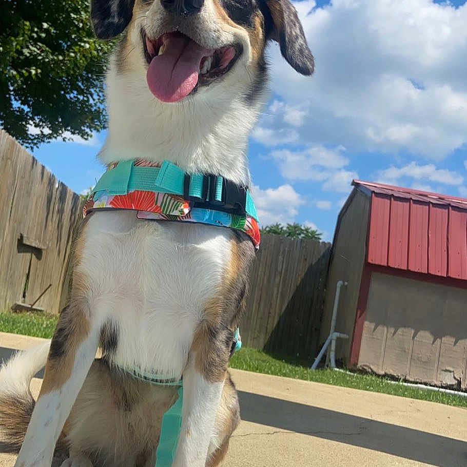 Koa