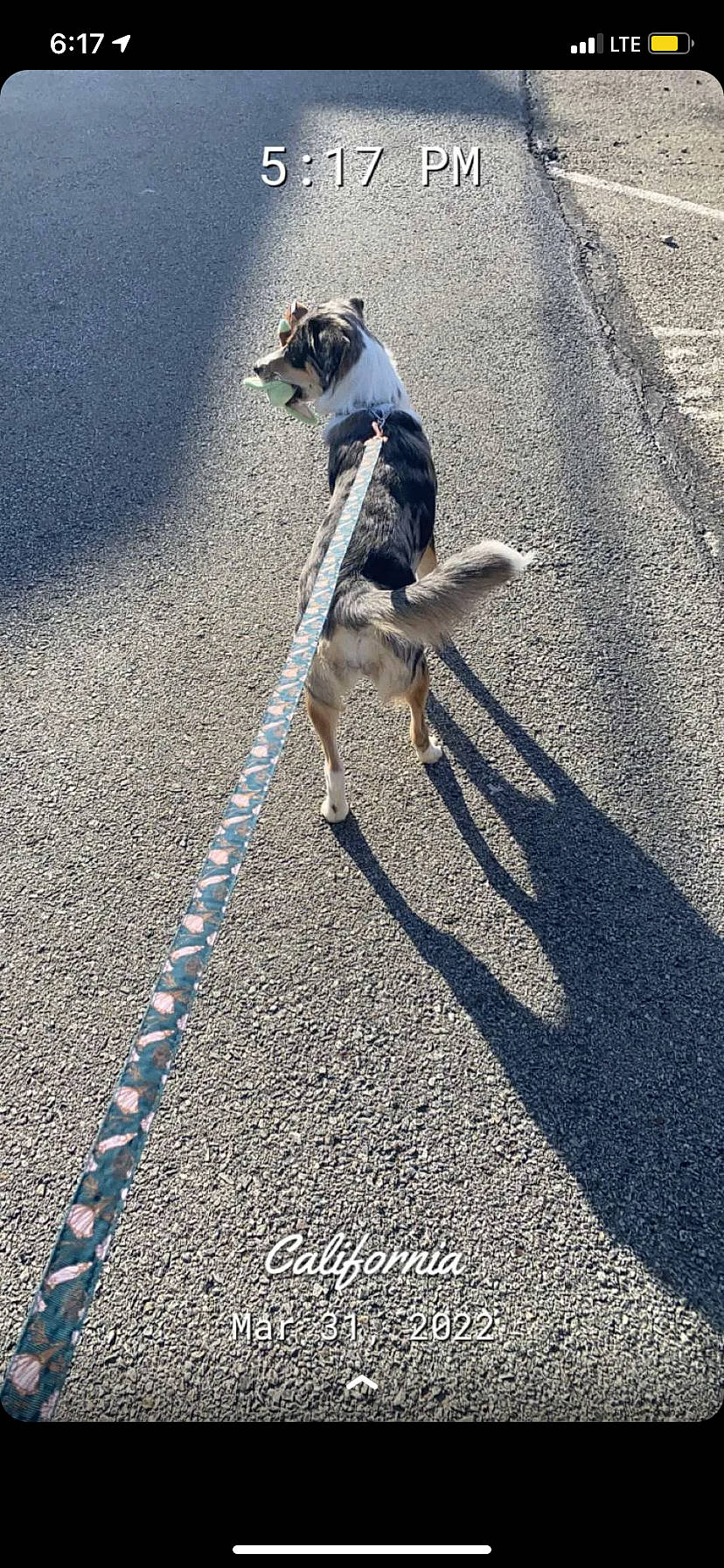 Koa joined the competition — help win amazing prizes! asphalt, carnivore, collar, companion_dog, dog, dog_breed, dog_supply, electric_blue, fashion_accessory, fawn, leash, pet_supply, recreation, road_surface, shadow, sidewalk, sporting_group, tail, tire, working_animal