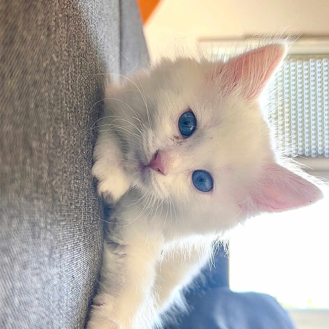 Ace a rejoint le concours — aidez-le/la à gagner de superbes lots ! kitten, cat, white_cat, blue_eyes, pet, cute, fluffy, indoor, curious, animal, feline, young, soft_light, close_up, resting, cozy, portrait, small, domestic_cat, whiskers