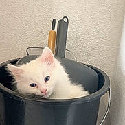 Ace a rejoint le concours — aidez-le/la à gagner de superbes lots ! kitten, cat, bucket, indoor, white_fur, blue_eyes, pet, curious, cute, small, feline, animal, cleaning_tools, container, resting, domestic, home, curled_up, wall, floor