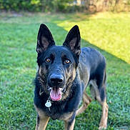 Max joined the competition — help win amazing prizes! alert, animal, black_fur, brown_eyes, canine, collar, dog, ears_up, friendly, german_shepherd, grass, nature, outdoor, pet, playful, standing, sunlight, tag, tan_fur, tongue_out