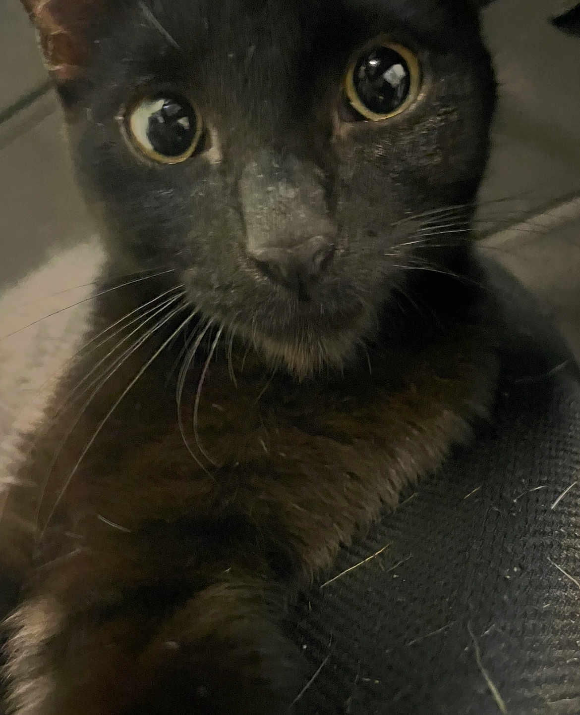 Batman is registered to the contest to win money with this photo: cat, black_cat, whiskers, close_up, curious, pet, animal, feline, eyes, face, fur, indoor, portrait, looking, cute, mammal, domestic_animal, nose, head, expression